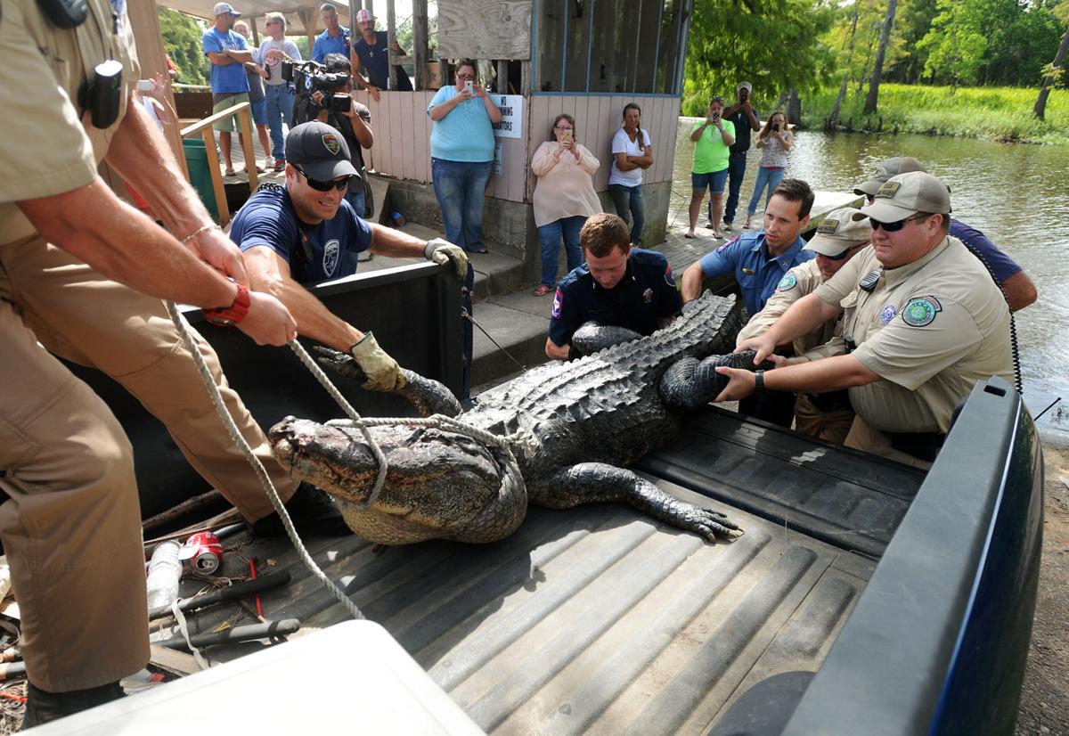 Alligator that killed man with St. Louis ties is shot to death by Texas