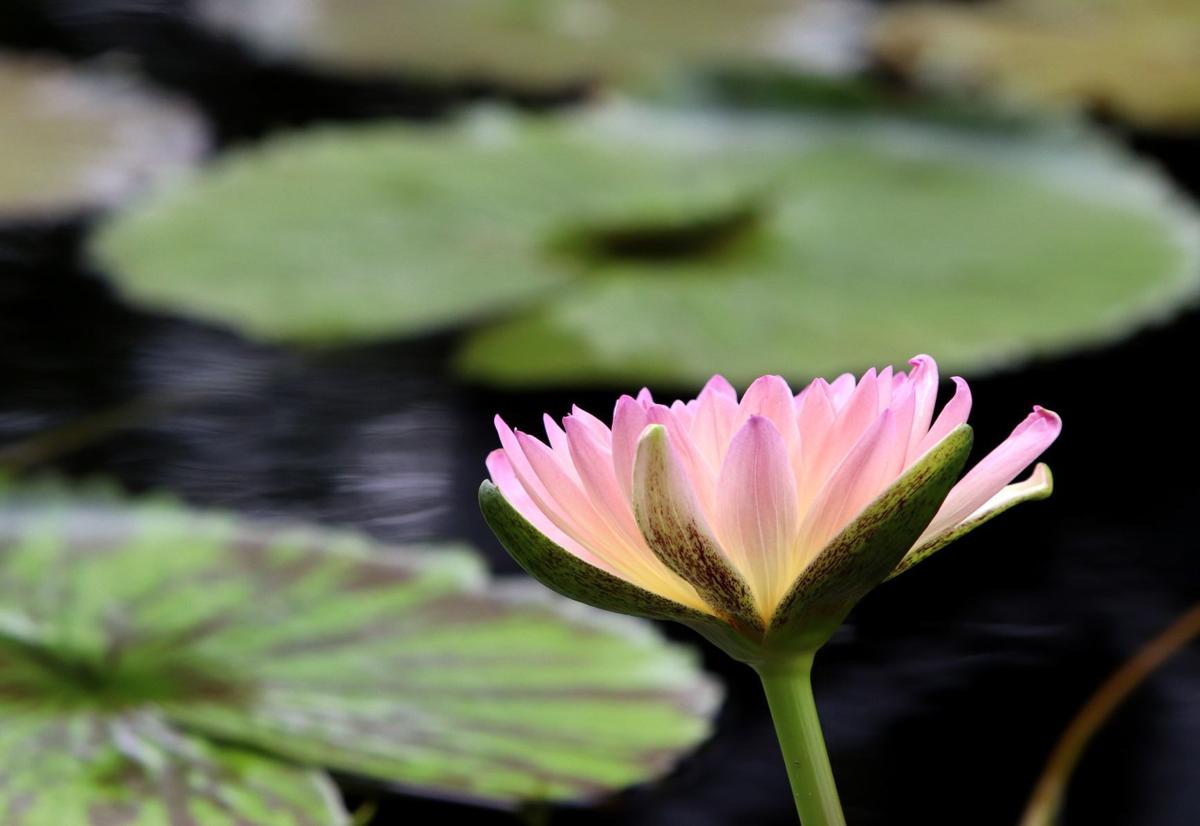 Want a master's degree? Try getting one with the Missouri Botanical Garden.
