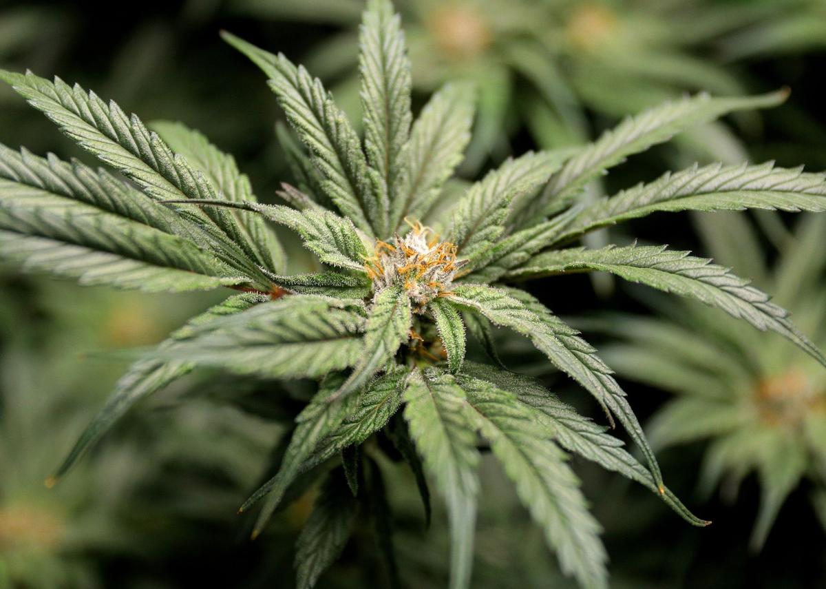 Legal marijuana growing in Missouri