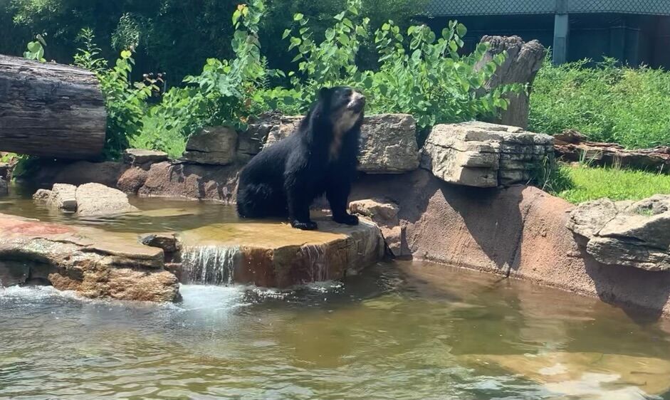 Andean bear at the St. Louis Zoo escapes enclosure again