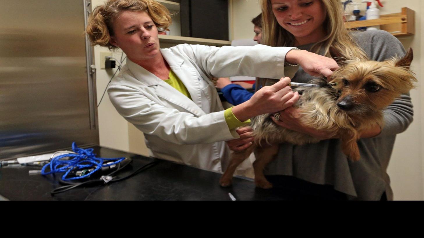 Dog Flu Bites Midwest Causing Concern Among Local Vets Local Business Stltoday Com