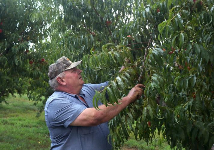 Missouri peach crop