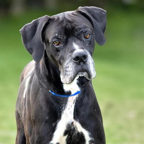 Meet our pets of the week A Lab mix, a Great Dane mix and a horse