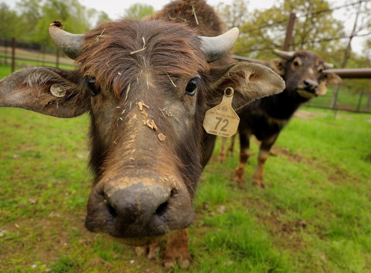 Grant’s Farm starts a new season Friday, sans elephants
