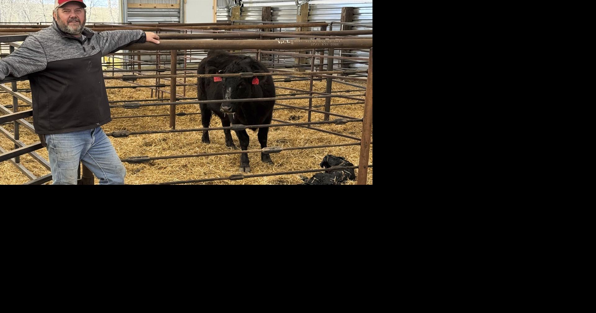 Ranchers hope Trump's tariffs boost demand for cattle but some fear market uncertainty