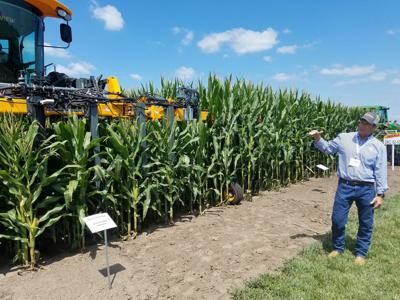 Short-stature corn