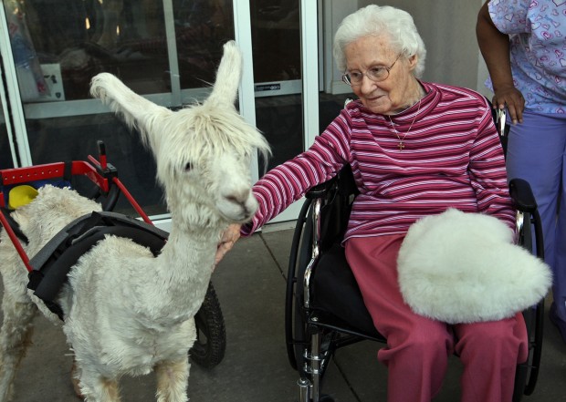 Marie-Hope, a Baby Alpaca in Germany, Receives Gift of Mobility With New  Wheelchair