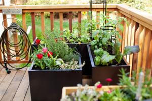 Use these 3 kitchen scraps to help your garden thrive