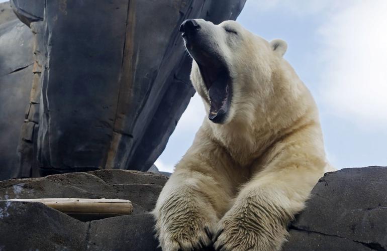 The Weather is Fine, Just ask Kali the Polar Bear
