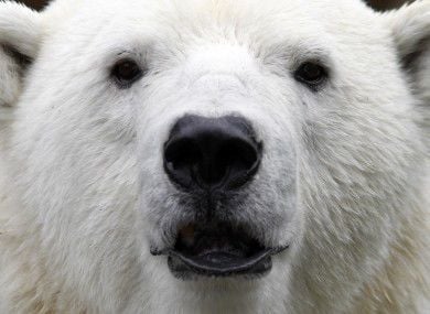 Polar Bear Porn - Horrigan: Polar bears: Pick your facts and ignore the ...