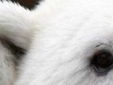 Horrigan Polar Bears Pick Your Facts And Ignore The Science Guest Columnists Stltoday Com