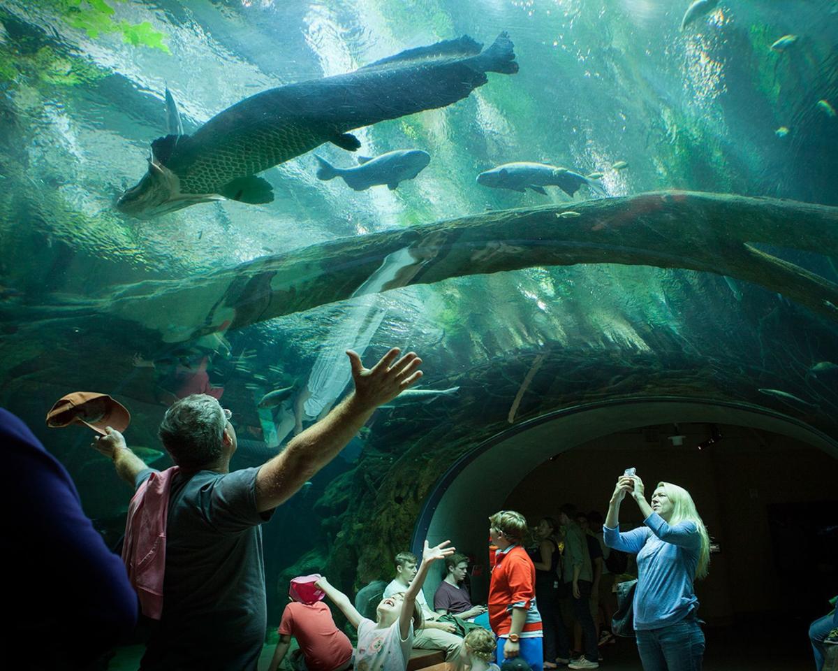Aquariums of California offer glimpses into marine life Travel