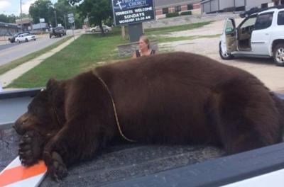 Dead Black Bear Discovered On Current River Regional