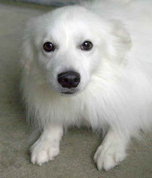 Casper Is Belleville Area Humane Society Pet Of The Week