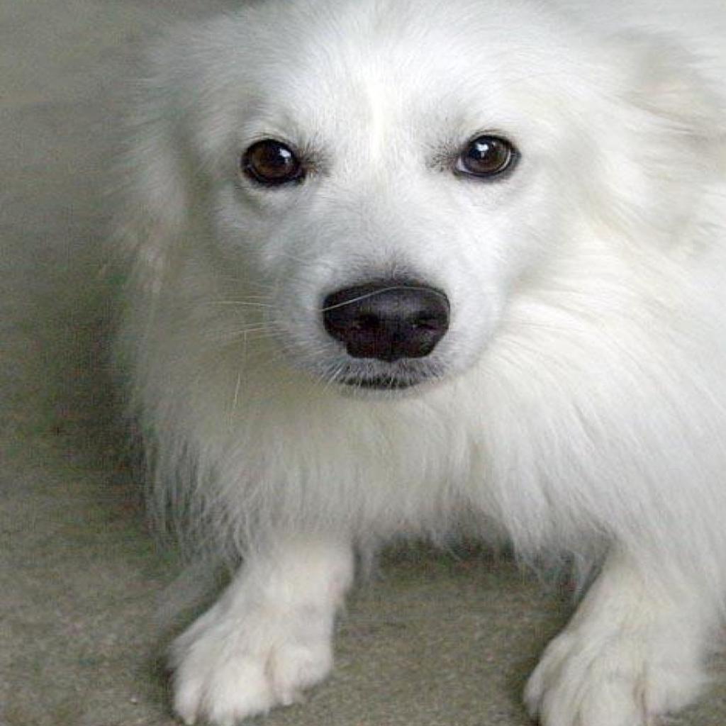 Casper Is Belleville Area Humane Society Pet Of The Week