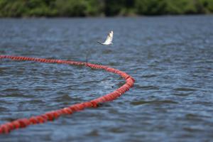 USGS collects nets and conducts research in effort to minimize invasive carp fish at Creve Coeur Lake