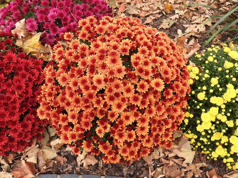 Cut Back (or Pinch) Growing Shoots Of Mums