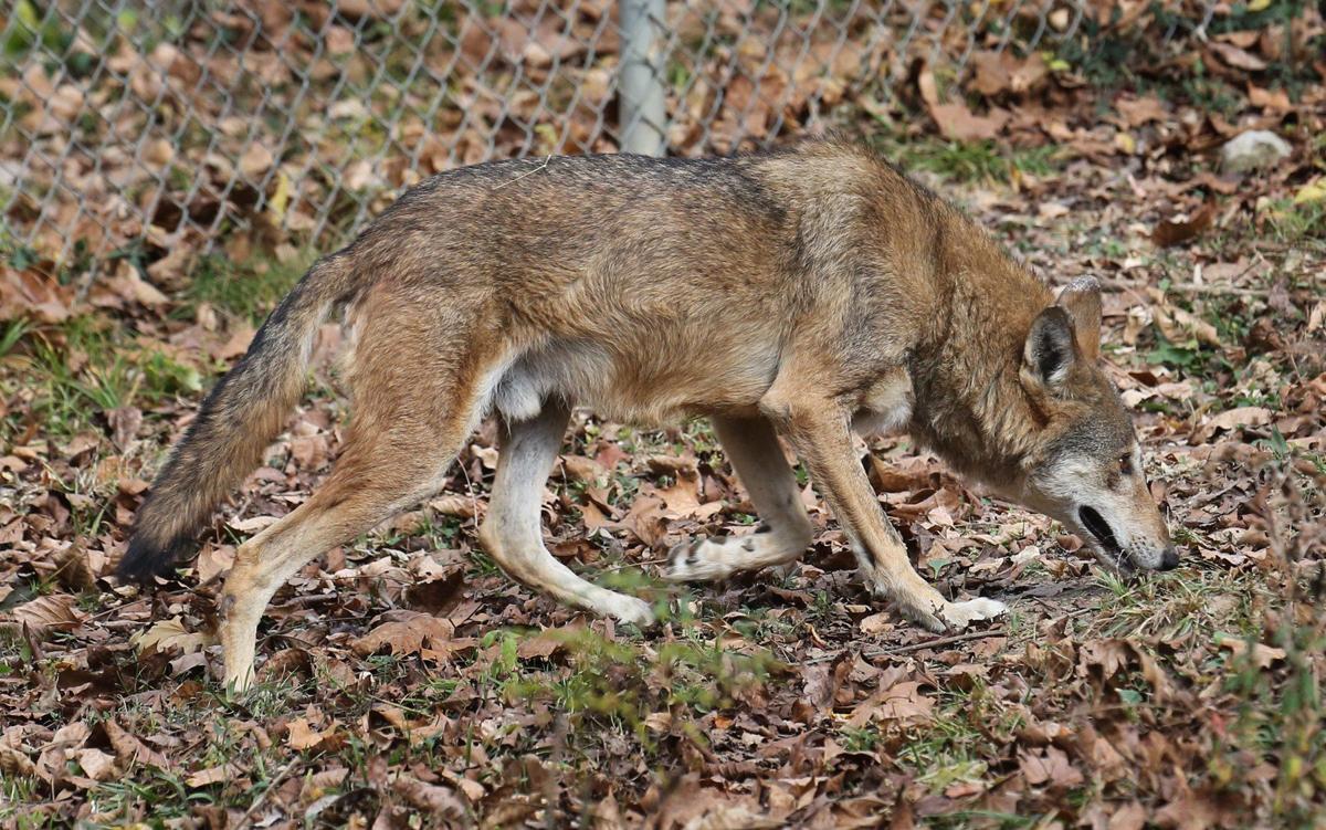 Rare red wolves find a new home at the Endangered Wolf Center near
