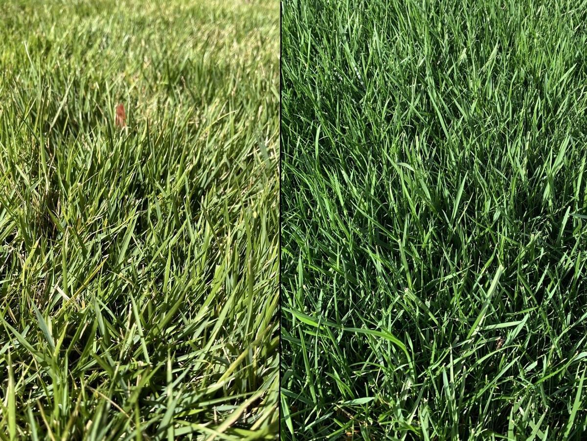 Zoysiagrass (Left) and tall fescue (right)