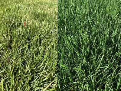 Zoysiagrass (Left) and tall fescue (right)