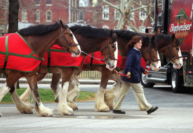 Cardinals Anheuser-Busch Clydesdales history