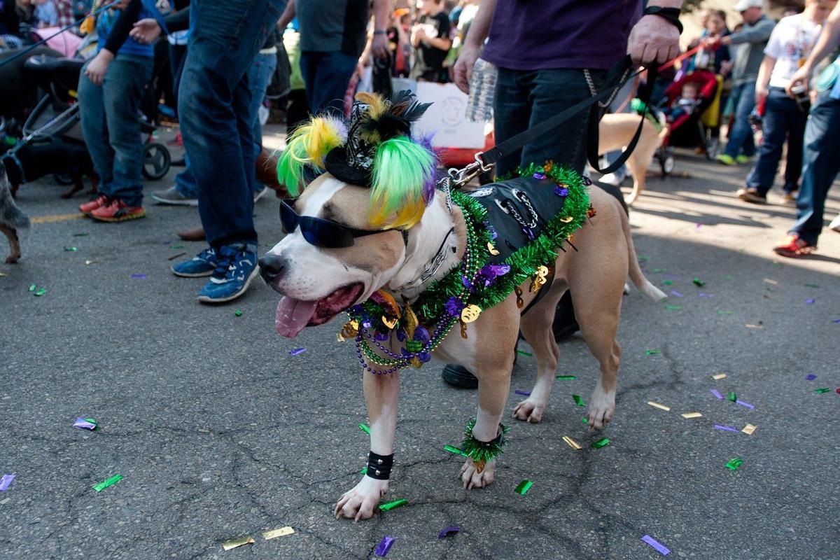 Thousands turn out for Soulard pet parade Local