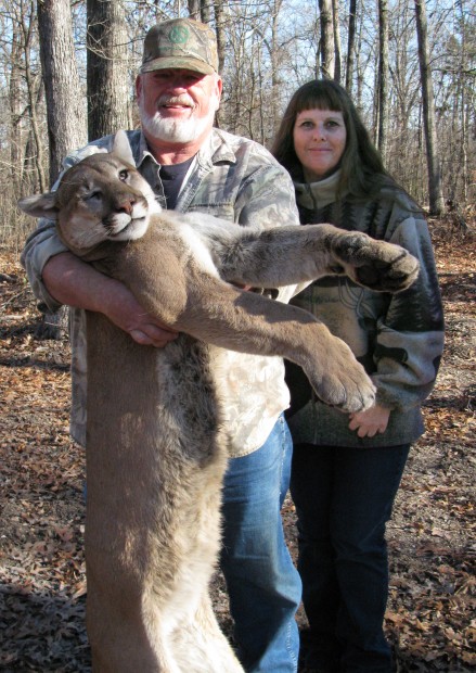 mountain lion missouri mountain lion missouri