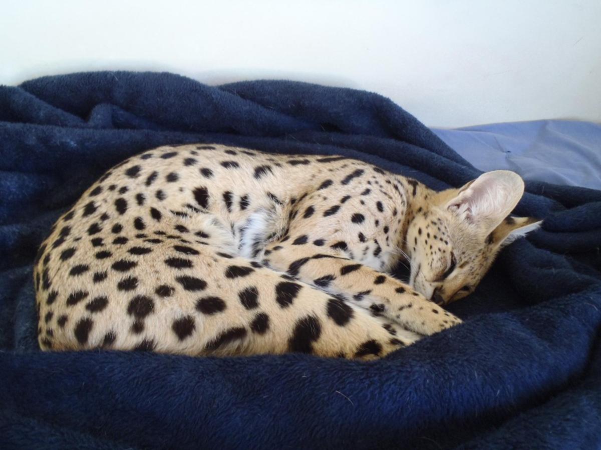 Pet Wild African Cat On The Loose In St Charles County St