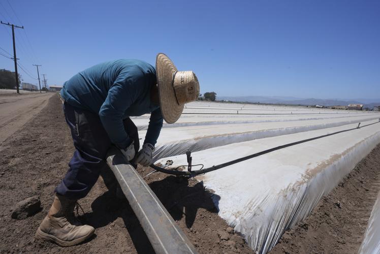 Immigration California Farms