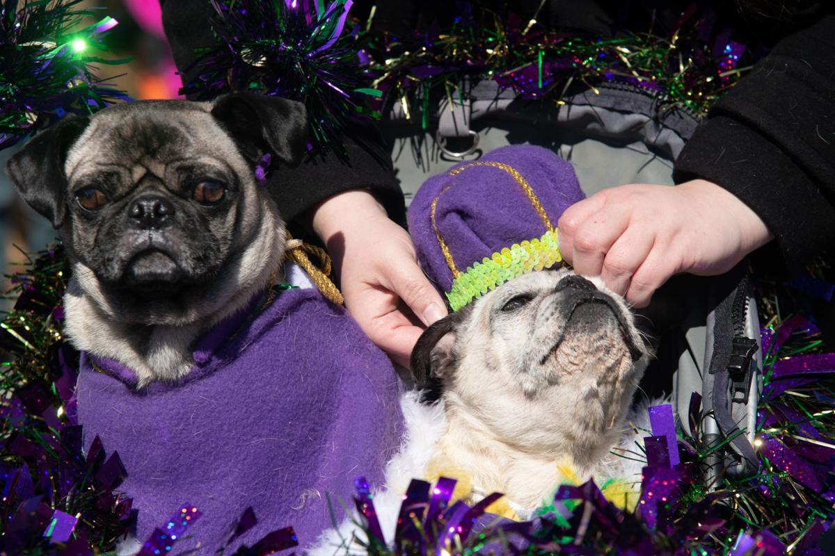 Iparty Soulard S Purina Pet Parade Entertainment Stltoday Com