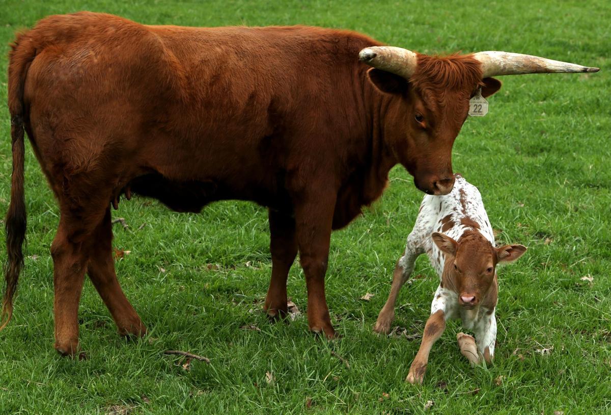 Grant’s Farm starts a new season Friday, sans elephants Entertainment