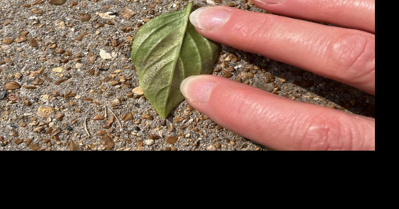 Best to discard basil leaves affected by downy mildew spores