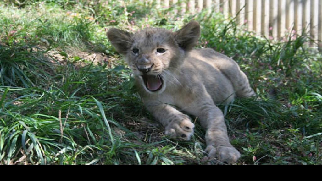 St. Louis Zoo&#39;s new lion cub to explore habitat with zookeepers | Metro | nrd.kbic-nsn.gov