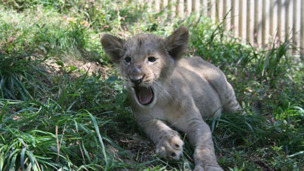 St. Louis Zoo&#39;s new lion cub to explore habitat with zookeepers | Metro | 0