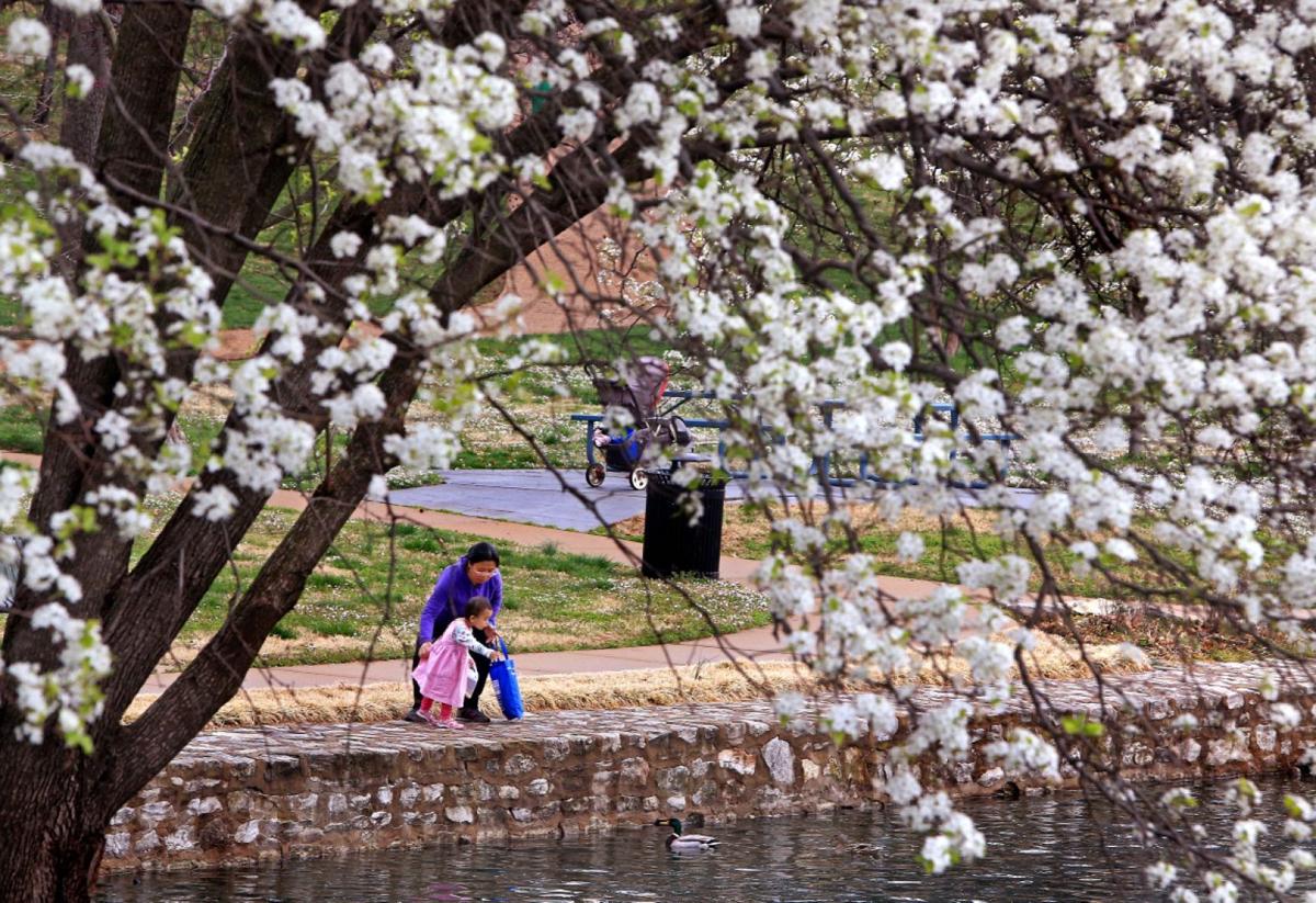 Ducks and blooms
