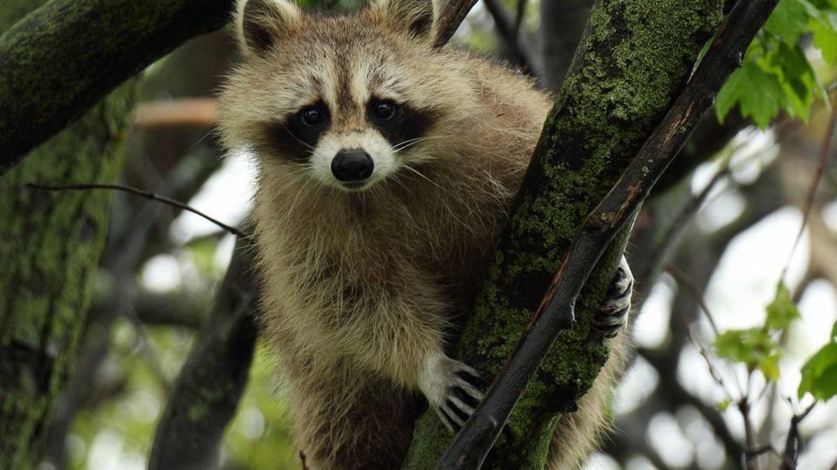 It S Winter So Watch Out For Falling Raccoons Pets Stltoday Com