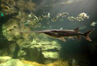 St. Louis Aquarium preps for grand opening