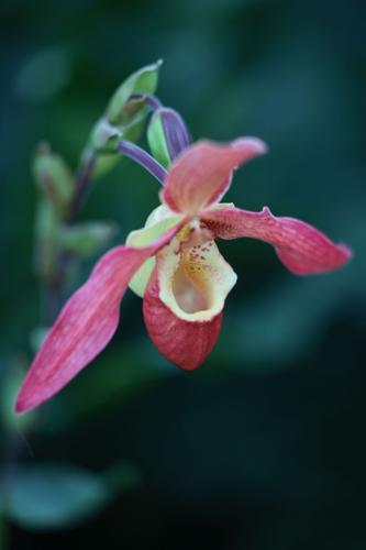 Missouri Botanical Garden’s Orchid Show displays colorful beauty of orchids