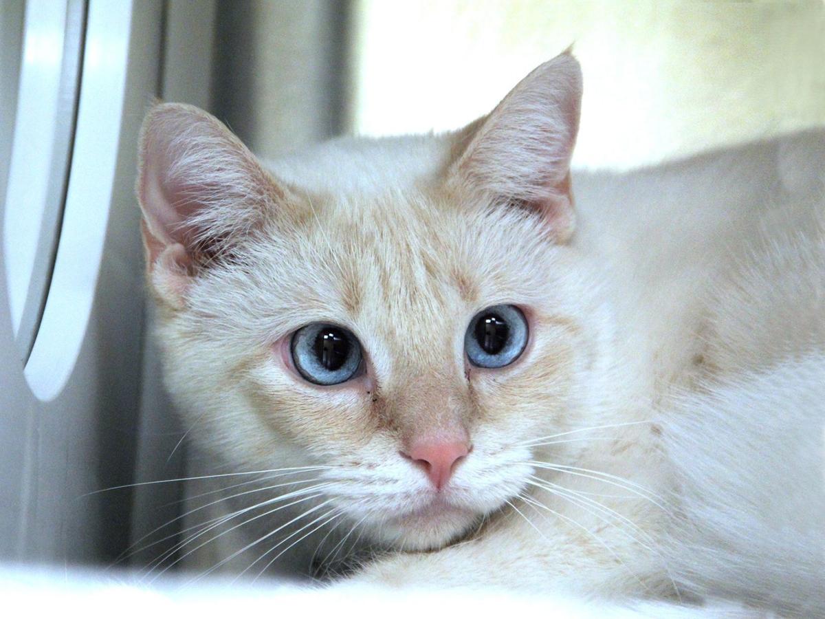 45 Best Images Cat And Rabbit Mix / Cats And Kittens Su Twitter Cats ...