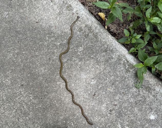 Hammerhead worm at south �����Ӱ�ԭ�� County park