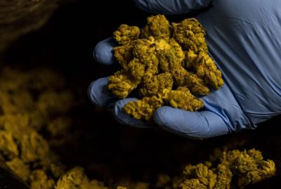 Cannabis product manufacturing at Curio Wellness