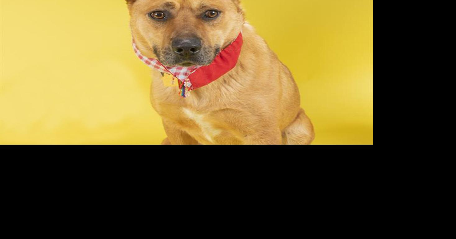 Meet our pets of the week: Two Lab mixes and a horse