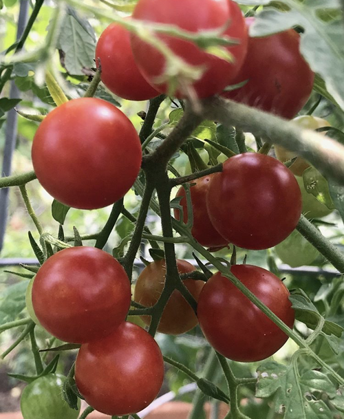 Be careful not to plant tomatoes too early Home &amp; Garden