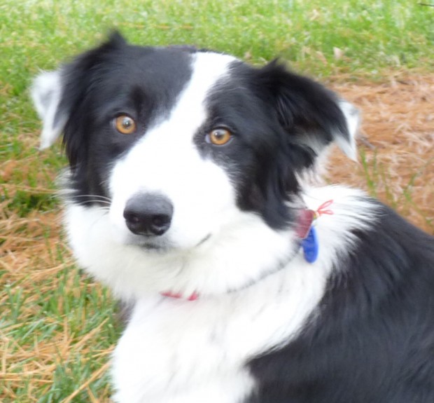 Pet of the week: Frya, a 2-year-old border collie | Pets | stltoday.com