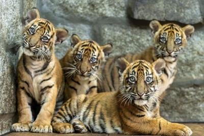 APTOPIX Poland Sumatran Tigers