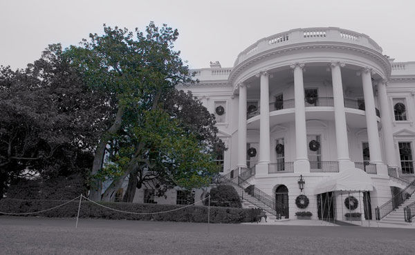 Magnolia tree at White House coming down