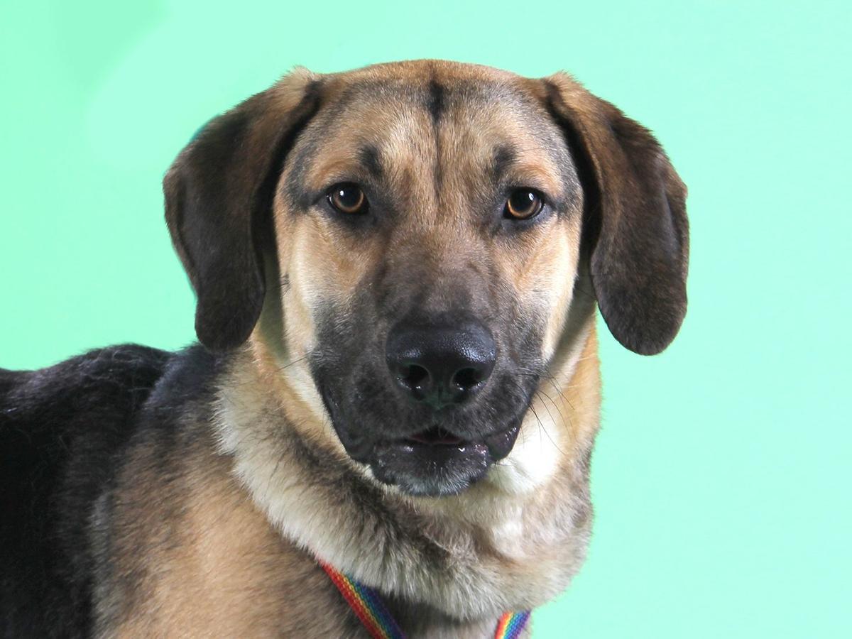 These Pets Are Available For Adoption A Hound Mix A Shorthair