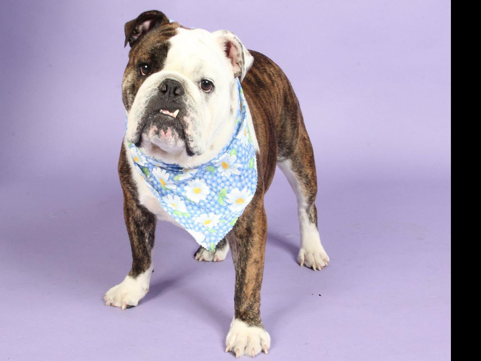 Pets Of The Week A Bulldog A Hound Retriever Mix And A Black