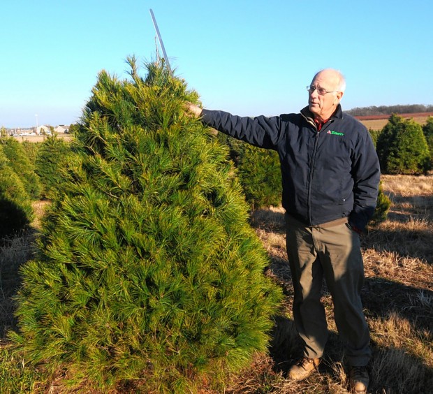 metro east farmers on picking the best christmas tree local trimming the trees