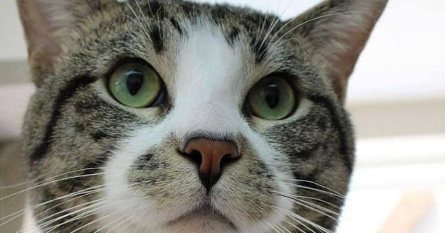 Letter: Keeping cats indoors is good for them and good for songbirds